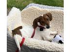 Adopt Oscar a White - with Brown or Chocolate Dachshund / Mixed dog in Hickory