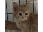 Adopt Drake a Orange or Red Domestic Shorthair / Mixed cat in Marion
