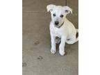Adopt Sparky a White Great Pyrenees / Mixed dog in Tracy, CA (38083889)