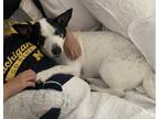 Adopt Robin a White Beagle / Mixed dog in Tracy, CA (38083888)