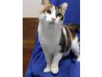 Adopt Sweet Tart a Calico or Dilute Calico Domestic Shorthair (short coat) cat