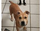 Adopt Taz a Tan/Yellow/Fawn - with White American Pit Bull Terrier / American