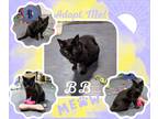 Adopt BB a All Black Domestic Shorthair (short coat) cat in Paris, IL (38083329)