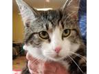 Adopt Gunner - tabby and white @ Smitten Kitten Cat Cafe a Brown or Chocolate