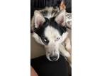 Adopt Bandit a Black - with White Husky / Border Collie / Mixed dog in Midwest