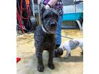 Adopt Penny a Gray/Blue/Silver/Salt & Pepper Bouvier des Flandres / Mixed dog in