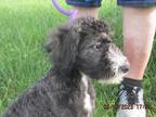 Adopt Ann a Black - with White Bouvier des Flandres / Mixed dog in Frederick
