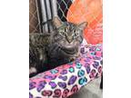 Adopt Grace a Brown Tabby Domestic Shorthair (short coat) cat in Missoula