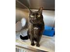 Adopt Lilly a Domestic Shorthair / Mixed cat in Sudbury, ON (38080863)
