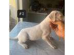 Dogo Argentino Puppy for sale in Phoenix, AZ, USA