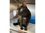 Lilly, Domestic Shorthair For Adoption In Sudbury, Ontario