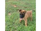 Belgian Malinois Puppy for sale in Chesnee, SC, USA