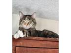 Adopt Sweetums a Domestic Short Hair, Tabby