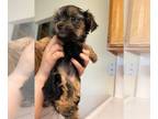 Yorkshire Terrier PUPPY FOR SALE ADN-605596 - Yorkie Litter