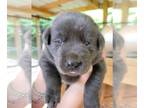 Labrador Retriever PUPPY FOR SALE ADN-605567 - BREES LITTER