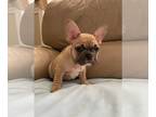 French Bulldog PUPPY FOR SALE ADN-605213 - FRENCH BULLDOG MALE PUPPY FOR SALE