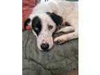 Adopt Mica - Local Foster - Special Needs a Cattle Dog, Pointer