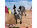 Adopt Raven a Australian Cattle Dog / Blue Heeler
