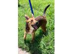 Adopt Lilly ( adoption pending ) a German Shepherd Dog, Collie