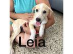 Adopt Leia a Australian Cattle Dog / Blue Heeler, Yellow Labrador Retriever