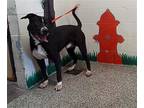 Adopt RODEO WESTERN a Pit Bull Terrier, Great Dane