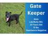 Adopt Gate Keeper a Labrador R