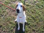 Adopt FOREST a Treeing Walker Coonhound