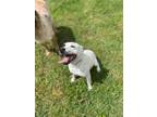 Adopt Elsa a White - with Black Jack Russell Terrier / Mixed dog in Lebanon