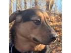 Adopt Athena - LOWER FEE!! IN MD!! a Black - with Tan, Yellow or Fawn Bernese