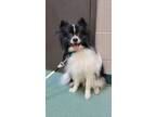 Adopt Jax a Black Pomeranian / Mixed dog in Williamsport, PA (38098660)