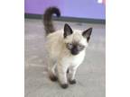 Adopt Snap a Brown or Chocolate Siamese / Domestic Shorthair / Mixed cat in