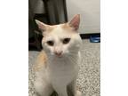 Adopt Henry a White Domestic Shorthair / Domestic Shorthair / Mixed cat in