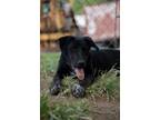 Adopt Farley a Black - with White Australian Cattle Dog / Pointer / Mixed dog in