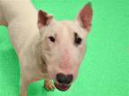 Adopt JET a White Bull Terrier / Mixed dog in Denver, CO (38097842)