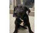 Adopt Garm a Labrador Retriever / Dutch Shepherd / Mixed dog in Brockville