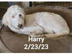 Adopt Harry a White - with Tan, Yellow or Fawn Goldendoodle / Mixed dog in