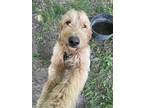 Adopt Max a Tan/Yellow/Fawn Goldendoodle / Mixed dog in Eaton Rapids