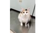 Adopt Doodle - Adoptable a Domestic Longhair / Mixed (short coat) cat in