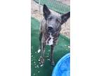 Adopt Tibi a Brindle - with White Shepherd (Unknown Type) / Mixed dog in Minot