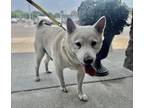 Adopt Meiko a Tan/Yellow/Fawn Shiba Inu / Mixed dog in Sharon Center