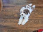 Adopt Chili a White - with Brown or Chocolate Shih Poo / Shih Poo / Mixed dog in