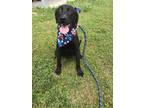Adopt Phineas a Black Terrier (Unknown Type, Medium) / Mixed dog in Abbeville
