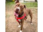 Adopt Basin a American Pit Bull Terrier / Mixed dog in Baltimore, MD (38097129)