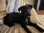 Adopt Bear a Black - with White Border Collie / Labrador Retriever dog in
