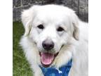Adopt Goober - ECAS a White - with Tan, Yellow or Fawn Great Pyrenees / Mixed