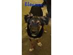 Adopt Eleanor a German Shepherd Dog / Mixed dog in Cambridge, MD (38096101)