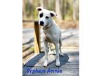 Adopt Orphan Annie a Retriever (Unknown Type) / Mixed dog in Cambridge