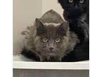 Adopt Lynyrd @Smitten Kitten Cat Cafe a Gray or Blue Domestic Longhair / Mixed