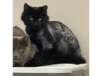 Adopt Skynyrd @Smitten Kitten Cat Cafe a All Black Domestic Longhair / Mixed cat