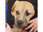 Adopt Maddy a Tan/Yellow/Fawn Mastiff / Mixed dog in Lindenwold, NJ (38095101)